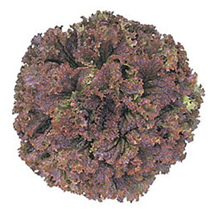 j[N2 LR[g5000 ^Xyc^̃^l   ^l zyʏ5{ 5̂̓|Cg10{ΏۊOi|Cg3{Œ菤iz