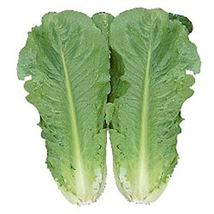 V[ LR[g5000 ^Xyc^̃^l   ^l zyʏ5{ 5̂̓|Cg10{ΏۊOi|Cg3{Œ菤iz