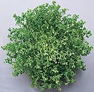 fbNXb n()6000 ^Xyc^̃^l   ^l zyʏ5{ 5̂̓|Cg10{ΏۊOi|Cg3{Œ菤iz