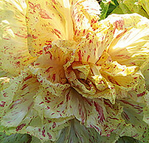 `FXgk[{[ LR[g1000 ^Xyc^̃^l   ^l zyʏ5{ 5̂̓|Cg10{ΏۊOi|Cg3{Œ菤iz