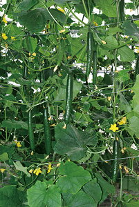 fB\[ 350 ӉZ LE イ Ƃz yƂ팤   ^lzyʏ5{ 5̂̓|Cg10{z