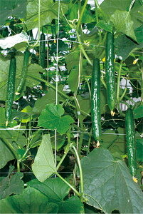 AhjXK 350 ӉZ LE イ Ƃz yƂ팤   ^lzyʏ5{ 5̂̓|Cg10{z