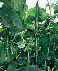 h[ 350 ӉZ LE イ Ƃz yƂ팤   ^lzyʏ5{ 5̂̓|Cg10{z