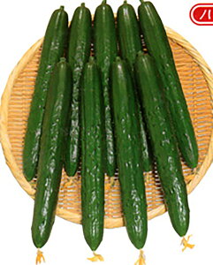 ނ 350 ӉZ LE イ Ƃz yƂ팤   ^lzyʏ5{ 5̂̓|Cg10{z