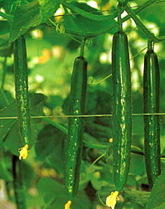 AR[10 350 ӉZ LE イAR[10 350 Ƃz yƂ팤   ^lzyʏ5{ 5̂̓|Cg10{z