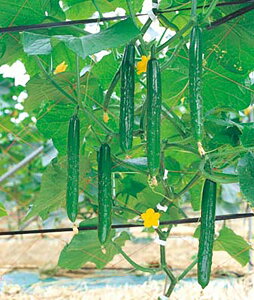  350 ӉZ LE イ 350 Ƃz yƂ팤   ^lzyʏ5{ 5̂̓|Cg10{z