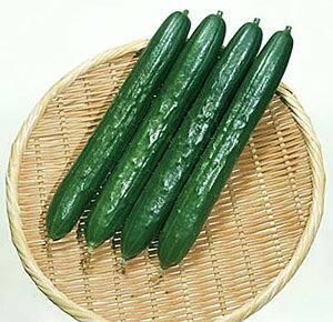 ] 350 ӉZ LE イ] 350 Ƃz yƂ팤   ^lzyʏ5{ 5̂̓|Cg10{z