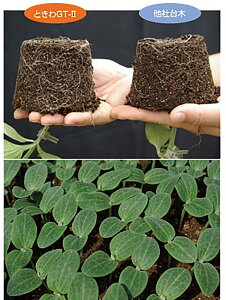 Ƃgt-2 350  _CM  Ƃz yƂ팤   ^lzyʏ5{ 5̂̓|Cg10{z