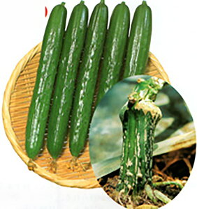 Ƃp[z 350  _CM  Ƃz yƂ팤   ^lzyʏ5{ 5̂̓|Cg10{z