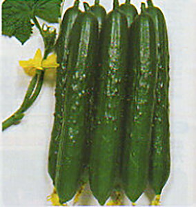 Ă̋P 20ml ӉZ LE イ y^J}V[h   ^l zyʏ5{ 5̂̓|Cg10{z