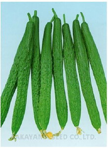 ߐĎlt 20ml ӉZ LE イ y^J}V[h   ^l zyʏ5{ 5̂̓|Cg10{z