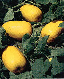  20ml Z J{` ڂy^J}V[h   ^l zyʏ5{ 5̂̓|Cg10{z