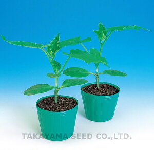 VyA 1L Z J{` ڂy^J}V[h   ^l zyʏ5{ 5̂̓|Cg10{z