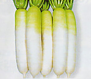 YR 20ml 卪 _CR y^J}V[h   ^l zyʏ5{ 5̂̓|Cg10{z