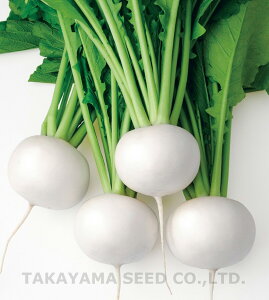 CRʗ钆 20ml  Ju y^J}V[h   ^l zyʏ5{ 5̂̓|Cg10{z