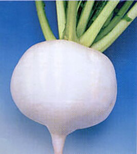 Ǒ 20ml  Ju y^J}V[h   ^l zyʏ5{ 5̂̓|Cg10{z