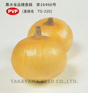 改良雲仙丸 2dl 玉ねぎ たまねぎ 玉葱 タマネギ ヤエ育成 【八江農芸 