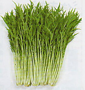  2dl  ~Yi ݂ȁy^J}V[h   ^l zyʏ5{ 5̂̓|Cg10{z