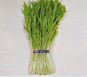 lG׍ 2dl  ~Yi ݂ȁy^J}V[h   ^l zyʏ5{ 5̂̓|Cg10{z