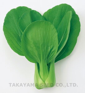 CRlG 20ml [ `Q `QTC 񂰂񂳂y^J}V[h   ^l zyʏ5{ 5̂̓|Cg10{z