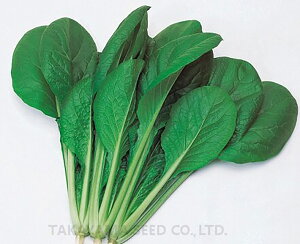 ͂ȏ 2dl  R}ci ܂ȁy^J}V[h   ^l zyʏ5{ 5̂̓|Cg10{z