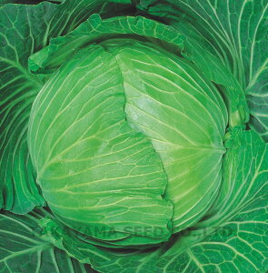 ΂݂ǂ LR[g 5000 Lxcy^J}V[h   ^l zyʏ5{ 5̂̓|Cg10{z