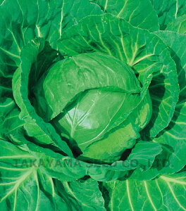 HɑAK 20ml Lxcy^J}V[h   ^l zyʏ5{ 5̂̓|Cg10{z