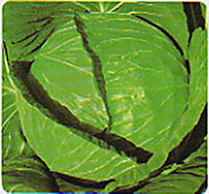 ċ 20ml Lxcy^J}V[h   ^l zyʏ5{ 5̂̓|Cg10{z