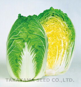 CR65 1dl  nNTC ͂y^J}V[h   ^l zyʏ5{ 5̂̓|Cg10{z