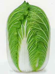 ȗ͎O 20ml  nNTC ͂y^J}V[h   ^l zyʏ5{ 5̂̓|Cg10{z