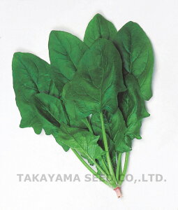 T[h 1L ق @@ zE\E ق񂻂y^J}V[h   ^l zyʏ5{ 5̂̓|Cg10{z