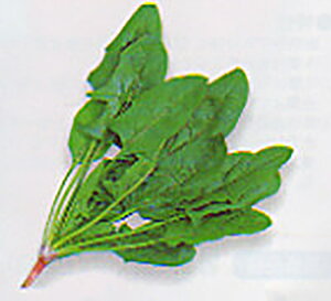 j[z[v 1L ق @@ zE\E ق񂻂y^J}V[h   ^l zyʏ5{ 5̂̓|Cg10{z