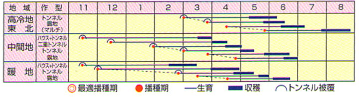 楽天市場】富美勢 1dl 大根 ダイコン だいこん 渡辺交配 【渡辺農事 種 