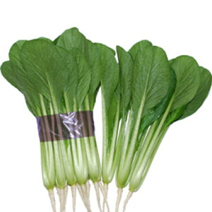 z 2dl  R}ci ܂ nӌz ynӔ_   ^l zyʏ5{ 5̂̓|Cg10{ΏۊOi|Cg3{Œ菤iz