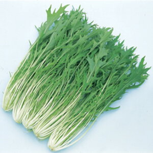 sl 1dl  ~Yi ݂ nӌz ynӔ_   ^l zyʏ5{ 5̂̓|Cg10{ΏۊOi|Cg3{Œ菤iz