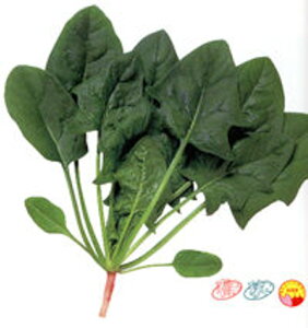 bg86 1L ق @@ zE\E ق񂻂 nӌz ynӔ_   ^l zyʏ5{ 5̂̓|Cg10{ΏۊOi|Cg3{Œ菤iz