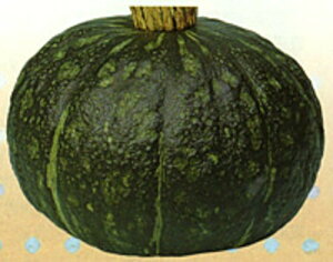 іF 100 Z J{` ڂynӍ̎   ^l zyʏ5{ 5̂̓|Cg10{z