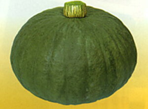 ߐFG 100 Z J{` ڂynӍ̎   ^l zyʏ5{ 5̂̓|Cg10{z