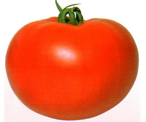 CFk 1000 g}g Ƃ܂ ׉ցynӍ̎   ^l zyʏ5{ 5̂̓|Cg10{z