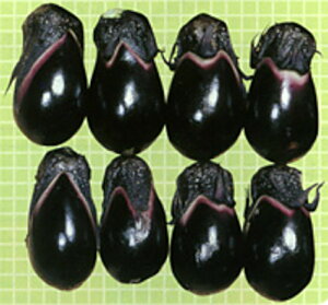 ъ 20ml iX Ȃ ֎qynӍ̎   ^l zyʏ5{ 5̂̓|Cg10{z