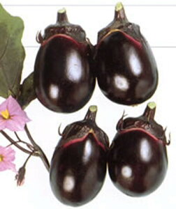 V(Hcn) 20ml iX Ȃ ֎qynӍ̎   ^l zyʏ5{ 5̂̓|Cg10{z