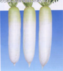 M{ 2dl 卪 _CR ynӍ̎   ^l zyʏ5{ 5̂̓|Cg10{z