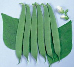 Ȃ }m 1L B TCQ ₢񂰂ynӍ̎   ^l zyʏ5{ 5̂̓|Cg10{z