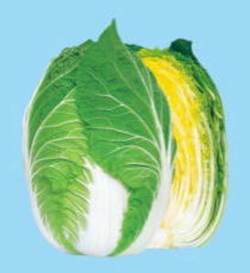 H̍ՓT 10ml  nNTC ͂ynӍ̎   ^l zyʏ5{ 5̂̓|Cg10{z
