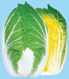 90 20ml  nNTC ͂ynӍ̎   ^l zyʏ5{ 5̂̓|Cg10{z