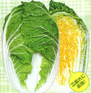  5000(L)  nNTC ͂ynӍ̎   ^l zyʏ5{ 5̂̓|Cg10{z