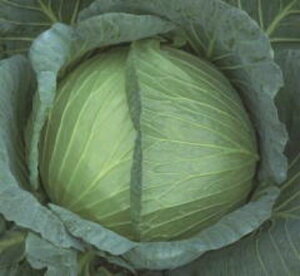  2000 LxcynӍ̎   ^l zyʏ5{ 5̂̓|Cg10{z