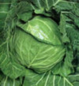 YRt 20ml LxcynӍ̎   ^l zyʏ5{ 5̂̓|Cg10{z