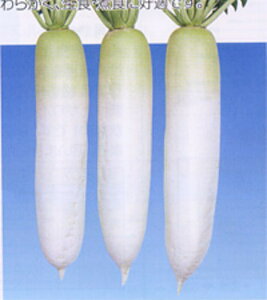 M{ 20ml 卪 _CR ynӍ̎   ^l zyʏ5{ 5̂̓|Cg10{z