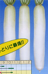 ~̋{ 20ml 卪 _CR ynӍ̎   ^l zyʏ5{ 5̂̓|Cg10{z